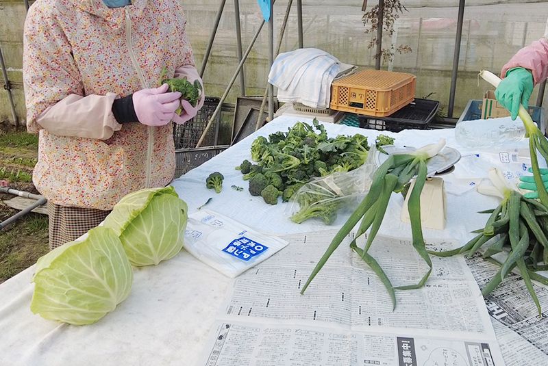 ビニールハウスでのネギの出荷の様子